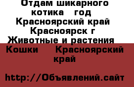 Отдам шикарного котика 1 год - Красноярский край, Красноярск г. Животные и растения » Кошки   . Красноярский край